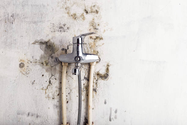 Best Emergency Mold Removal  in Druid Hills, GA