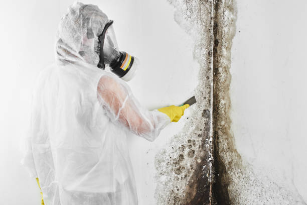 Best Residential Mold Removal  in Druid Hills, GA