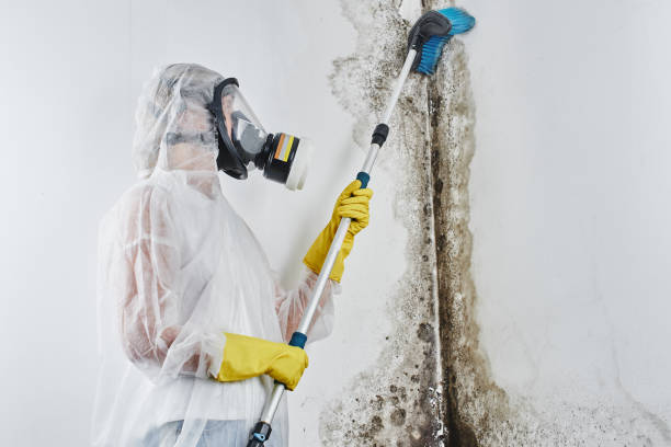 Best Mold Removal Company Near Me  in Druid Hills, GA