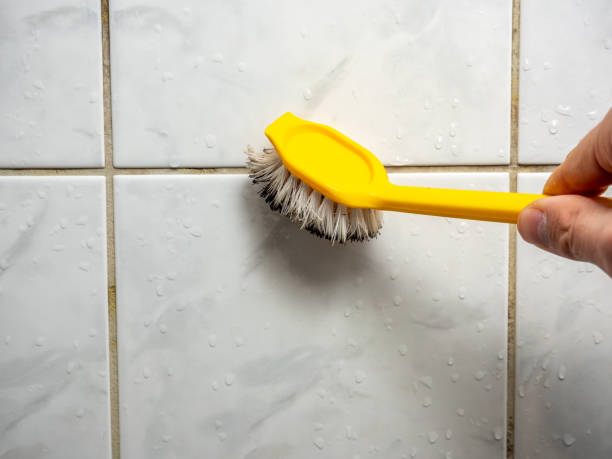 Office Mold Removal Services in Druid Hills, GA