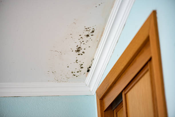 Best Mold Removal Process  in Druid Hills, GA