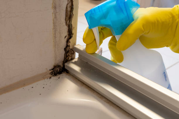 Best Attic Mold Removal  in Druid Hills, GA