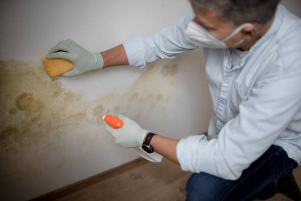 Best Mold Cleaning Services  in Druid Hills, GA