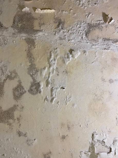 Druid Hills, GA Mold Removal Company